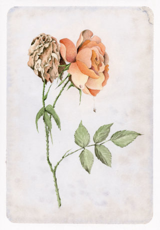 Pintura em aquarela de florescimento e uma rosa murcha