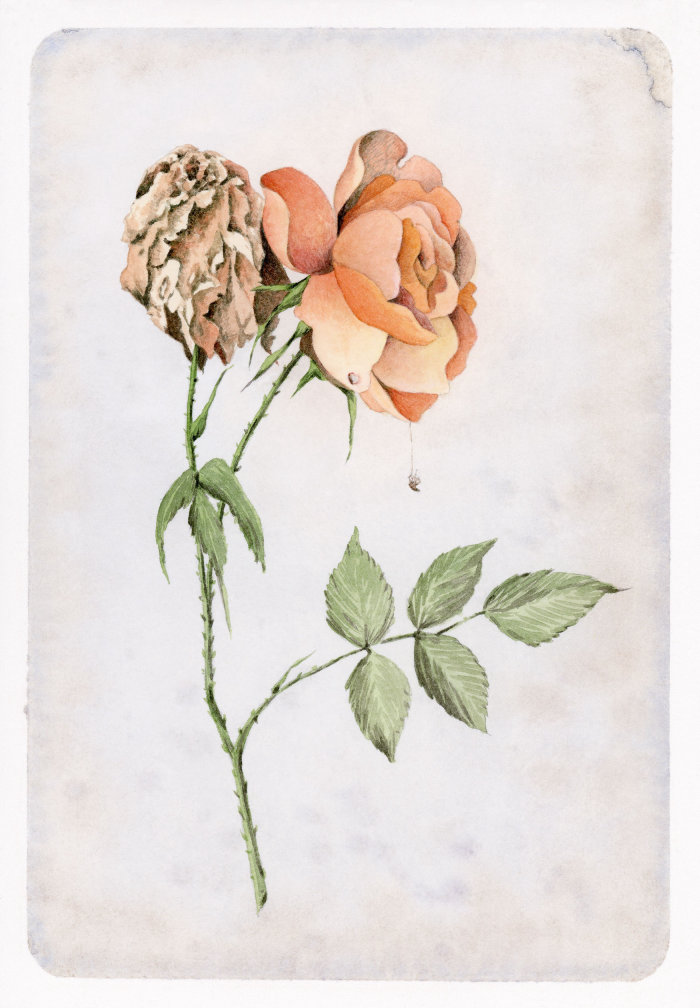 Pintura em aquarela de florescência e uma rosa murcha