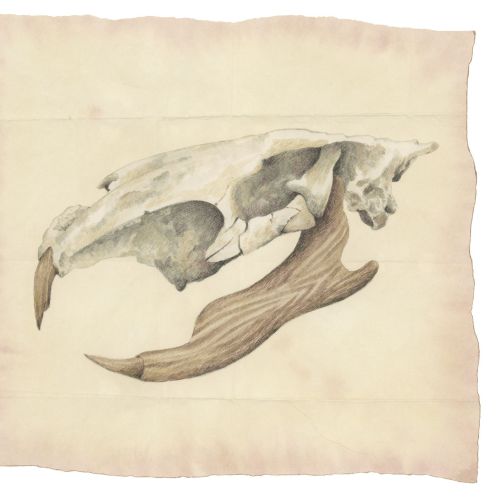 skull