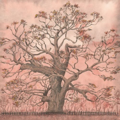 Marieke Nelissen Nature Illustrator from Netherlands