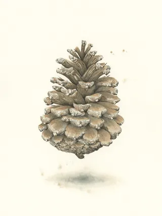 pinecone