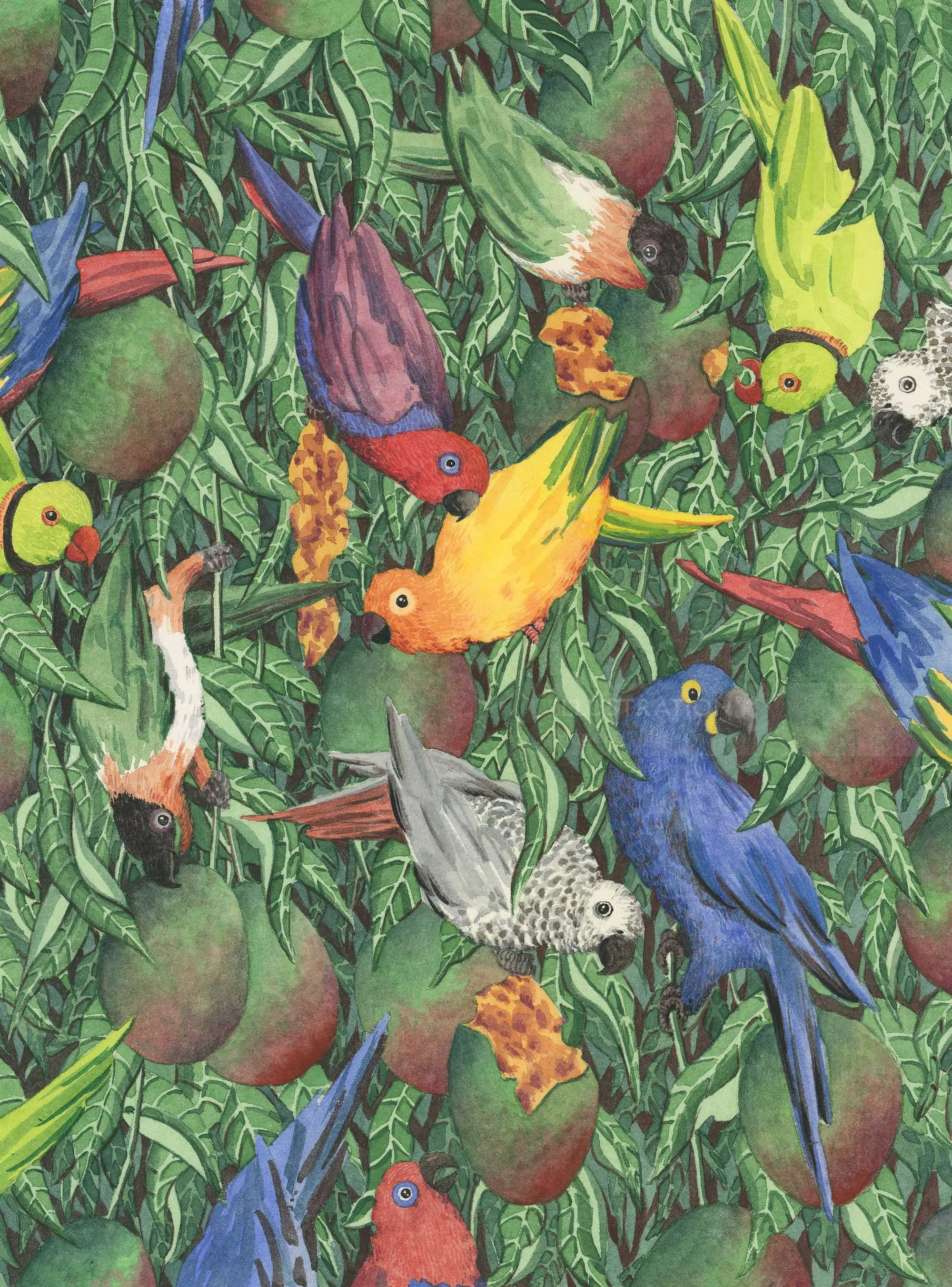 parrot
