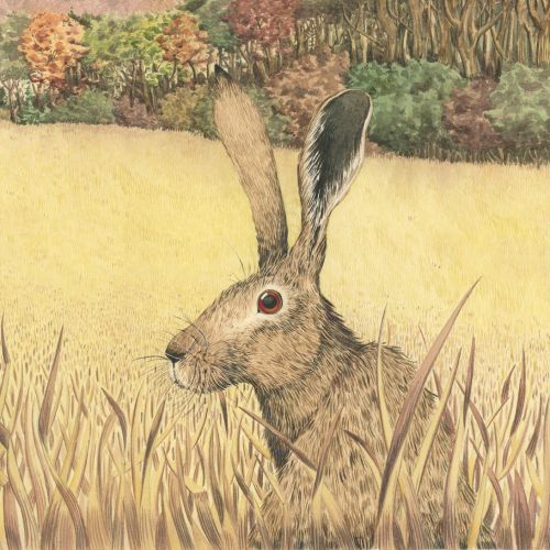 hare