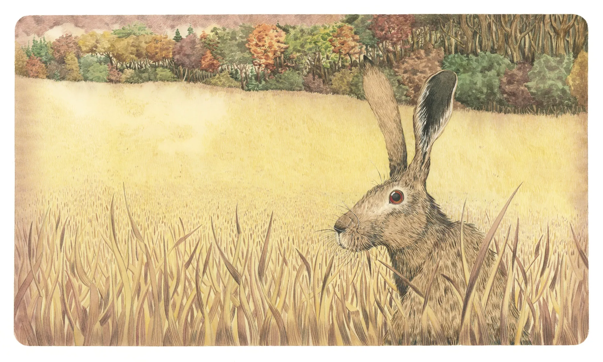 hare