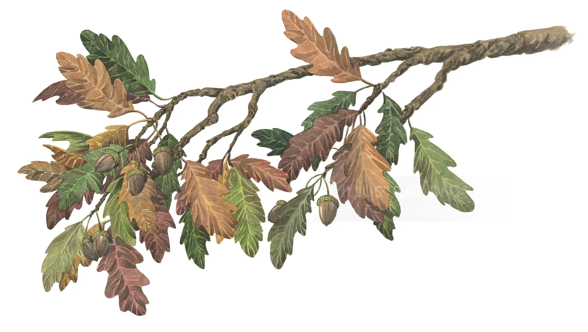 autumn