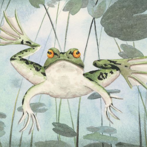 frog