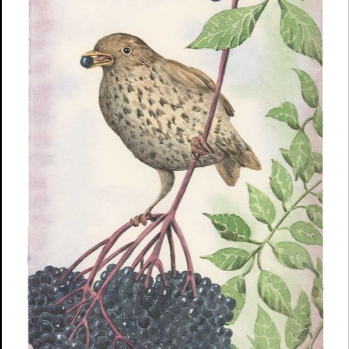 elderberry