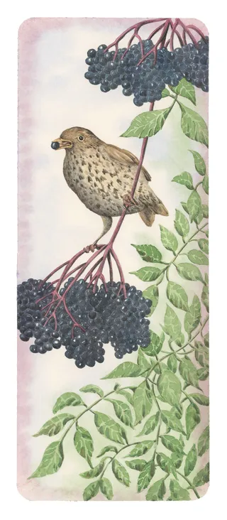 elderberry