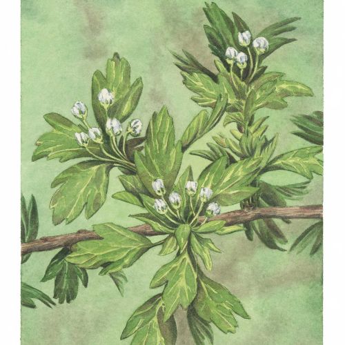 hawthorn