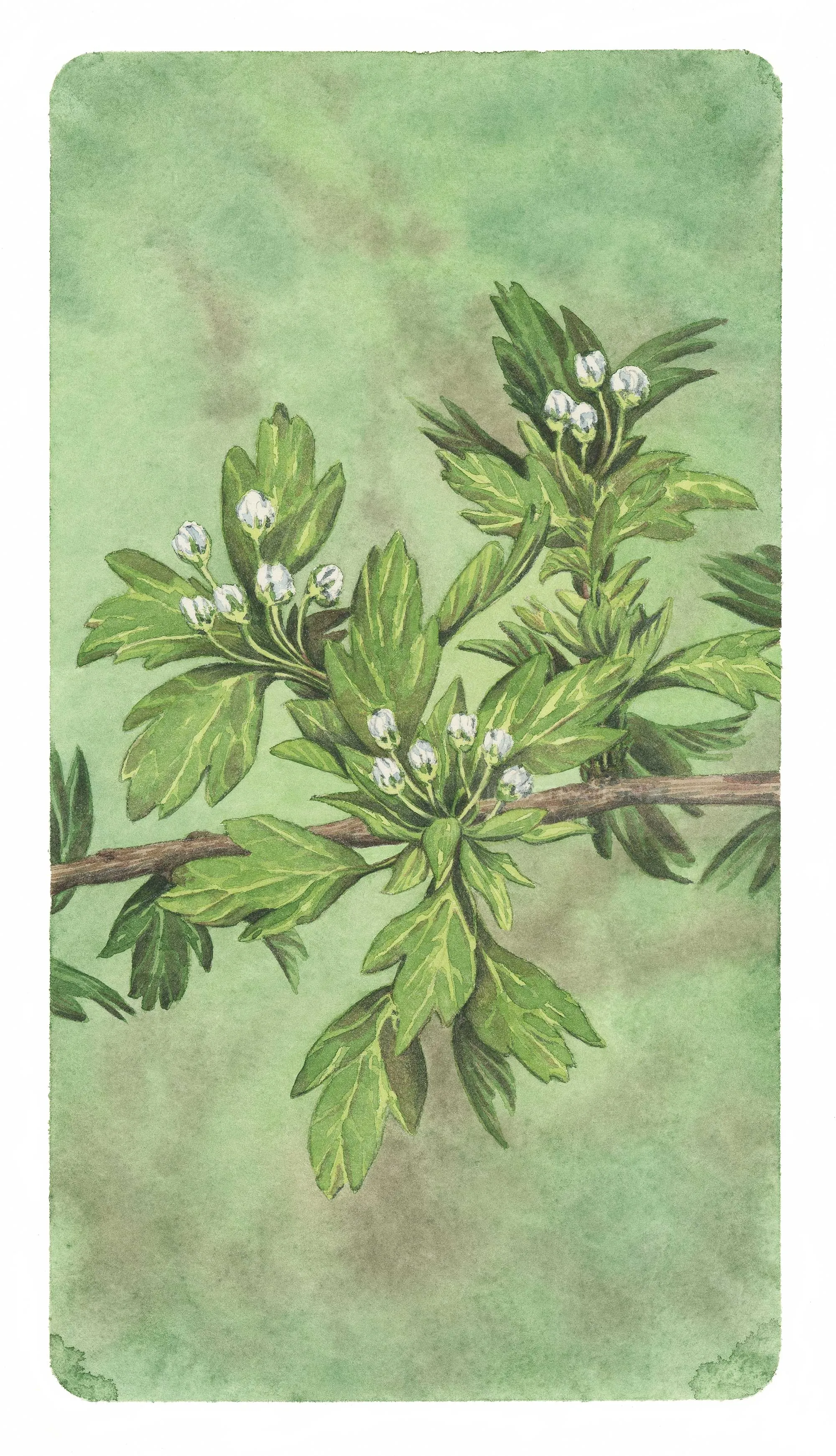 hawthorn
