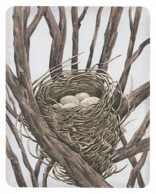 nest