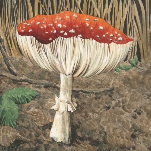 fungus