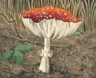 fungus