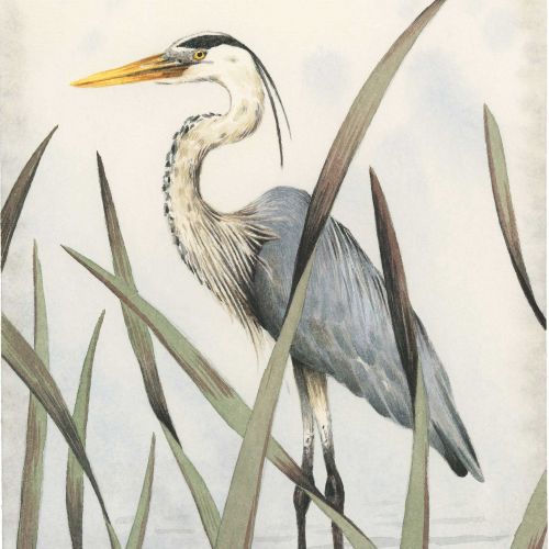 Marieke Nelissen 自然 Illustrator from Netherlands