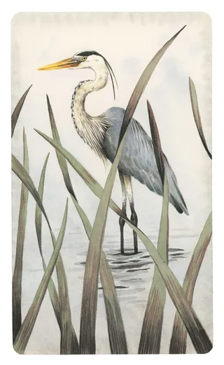 Heron standing among reeds in water by Marieke Nelissen