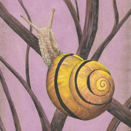 shell