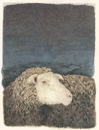 sheep