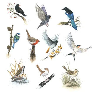 Illustrations of various colorful songbirds perched and flying