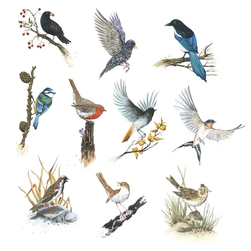 Illustrations of various colorful songbirds perched and flying