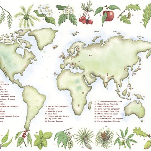 Map of old trees worldwide with leaves and fruits by Marieke Nelissen