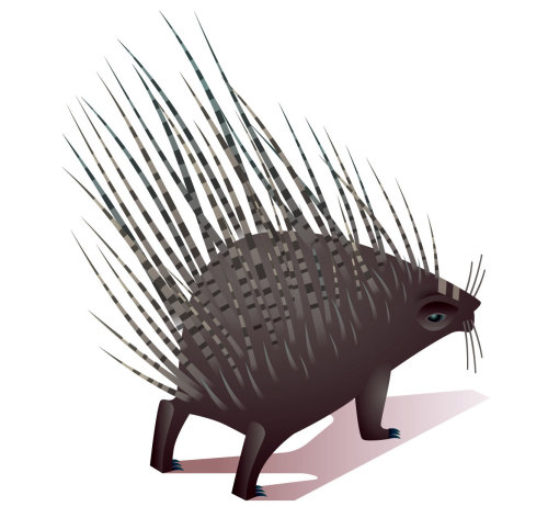 porcupine cartoon artwork by Mark Oliver