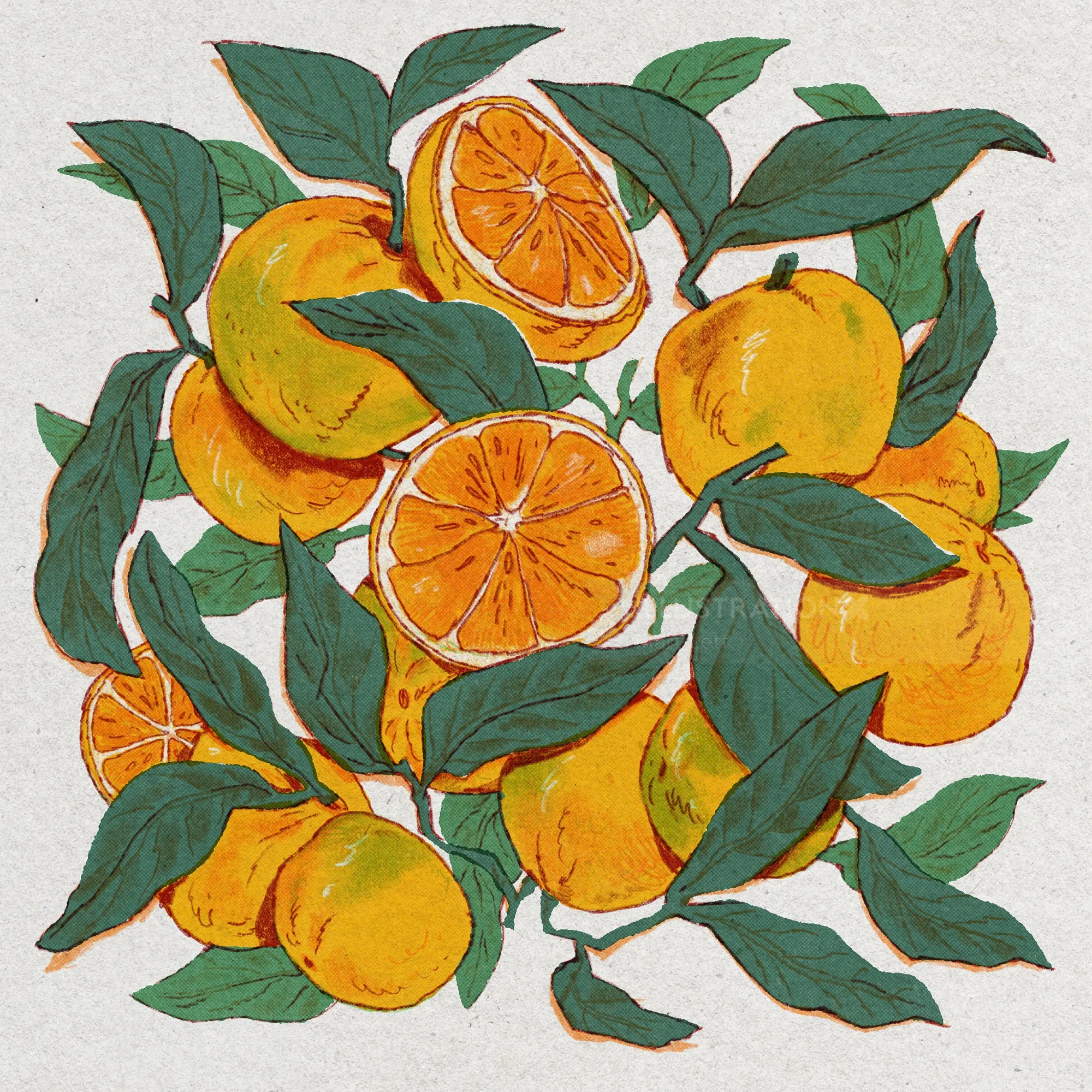Illustration by Mart Lett showing ripe mandarins among green leaves
