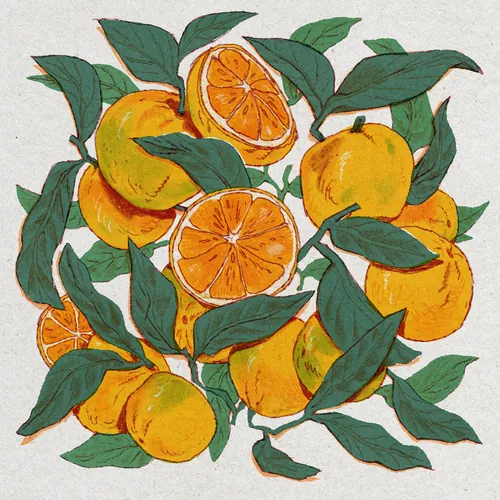 Illustration by Mart Lett showing ripe mandarins among green leaves