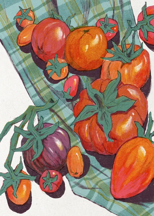 Colorful tomato harvest arranged on plaid cloth, illustrated by Mart Lett
