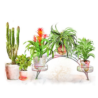 室内植物水彩插图