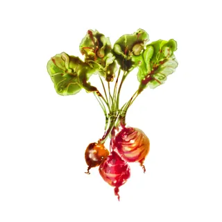 Illustration of three root vegetables with green leaves by Marta Spendowska