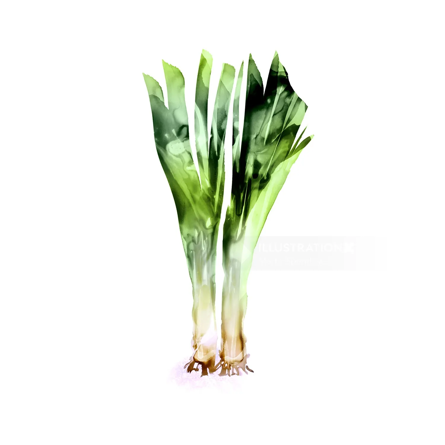 Illustration of green celery stalks with roots by Marta Spendowska