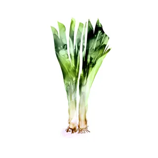 Illustration of green celery stalks with roots by Marta Spendowska