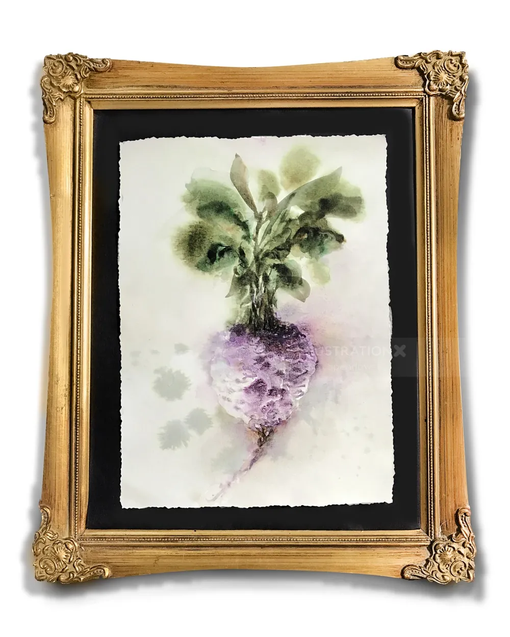 Watercolor painting of a turnip by Marta Spendowska in a gold ornate frame