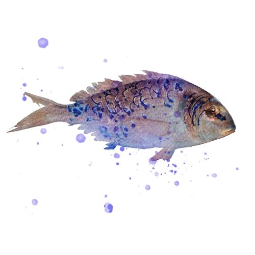 Watercolor painting of a blue and purple fish by Marta Spendowska