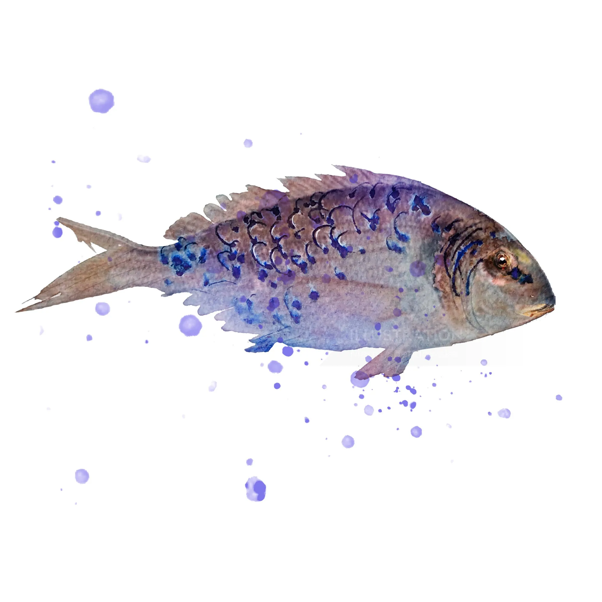 Watercolor painting of a blue and purple fish by Marta Spendowska