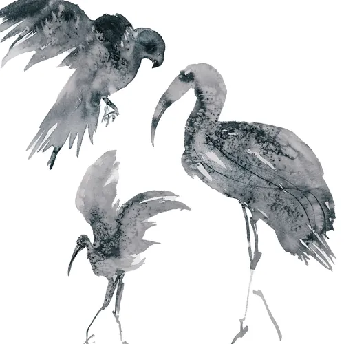 Black and white ink illustration of three birds in different poses