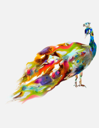 Ilustración de un pavo real