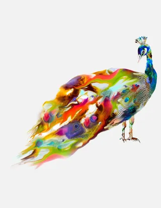 Illustration of a Peacock