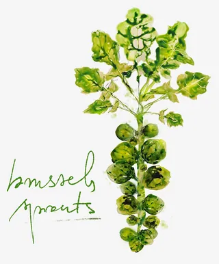 Watercolor illustration of Brussels sprouts by Marta Spendowska