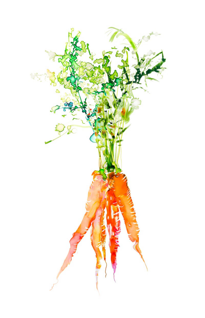 Illustration de carotte