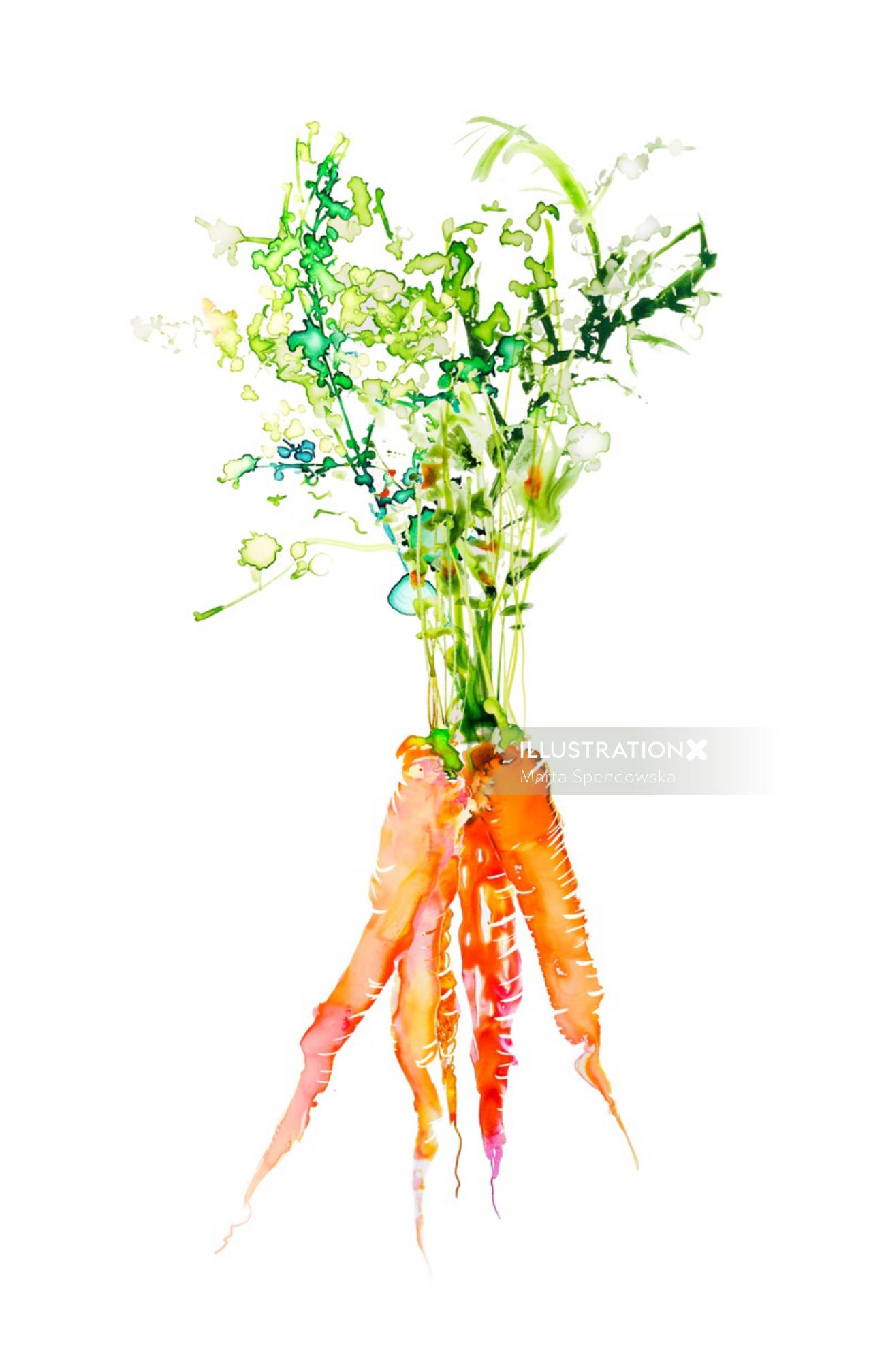 Illustration of Carrot