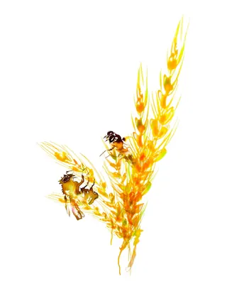 Illustration of a bee and crab on wheat stalks by Marta Spendowska