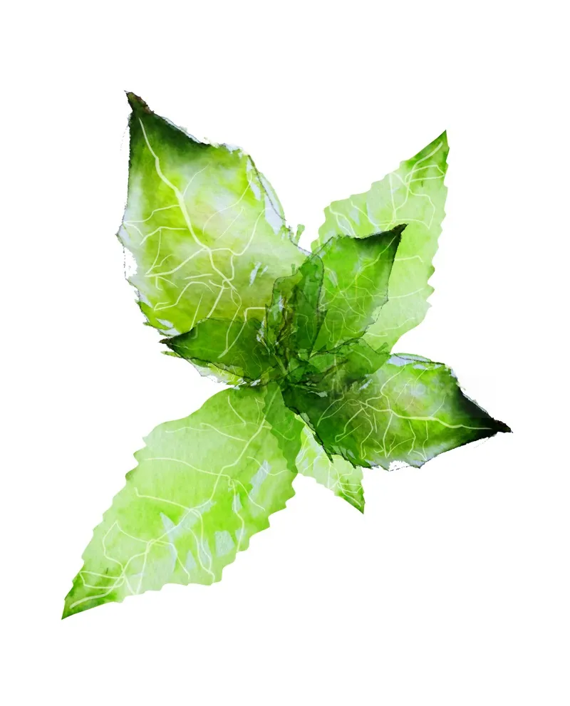 Watercolor painting of green leaves by Marta Spendowska