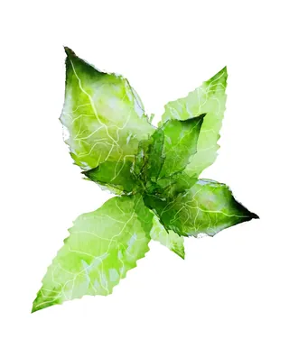 Watercolor painting of green leaves by Marta Spendowska