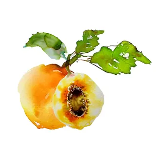 Watercolor painting of a peach and halved peach with green leaves by Marta Spendowska