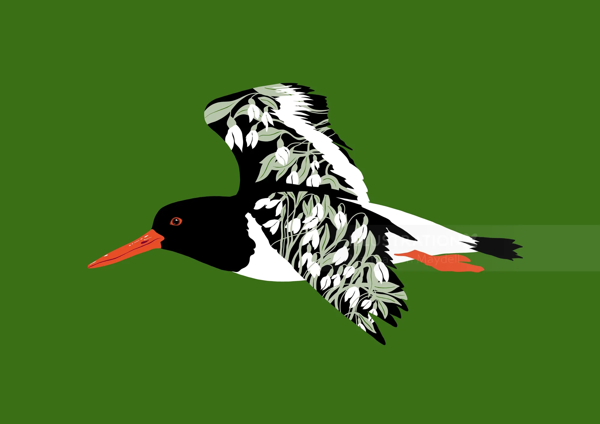 Illustration of a black and white oystercatcher bird flying by Martha von Maydell