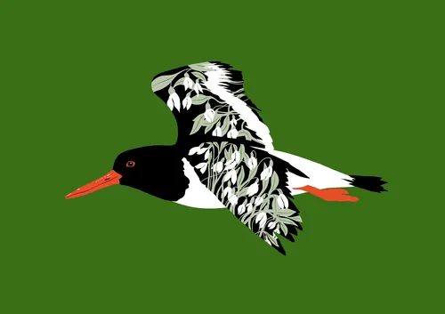 Illustration of a black and white oystercatcher bird flying by Martha von Maydell