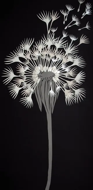 White dandelion seed head on black background, illustration by Martha von Maydell