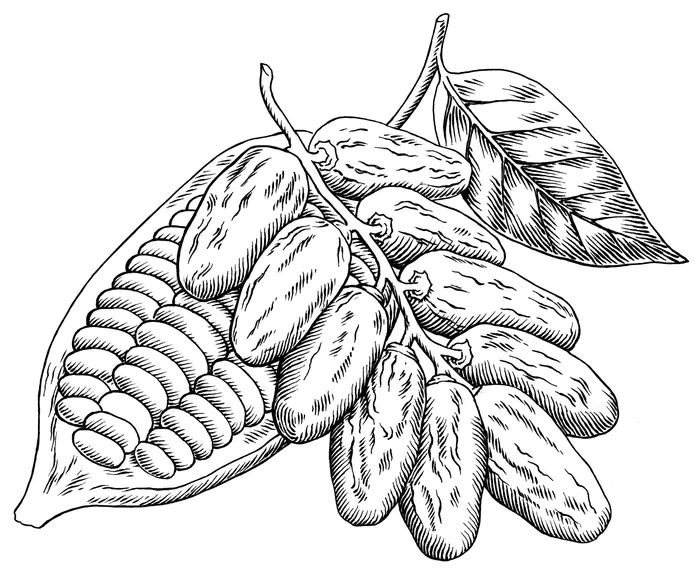 Detailed black and white cocoa pod and beans illustration by Martin Hargreaves