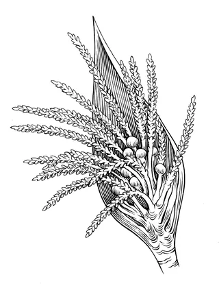 Black and white illustration of a grain plant by Martin Hargreaves
